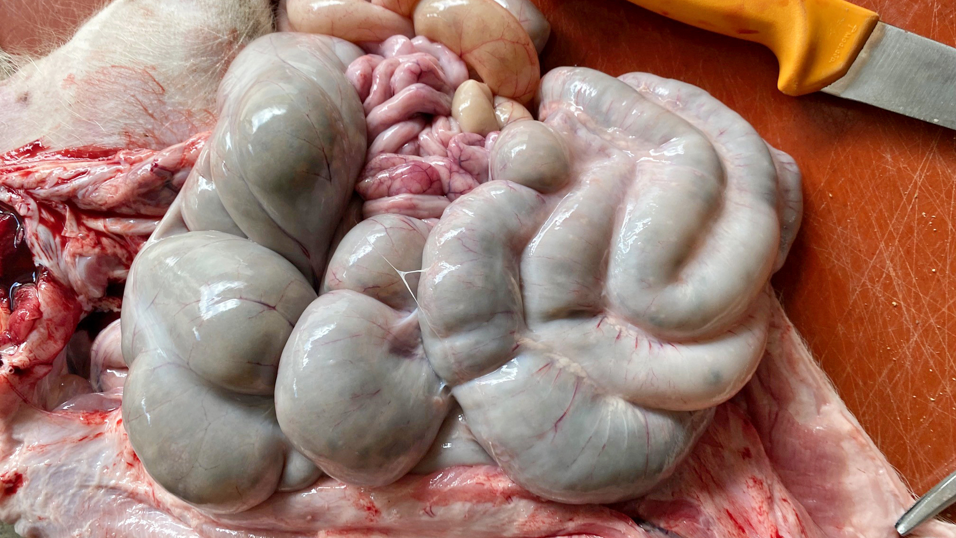 Bilder Web 1080x1920 Oedem 1