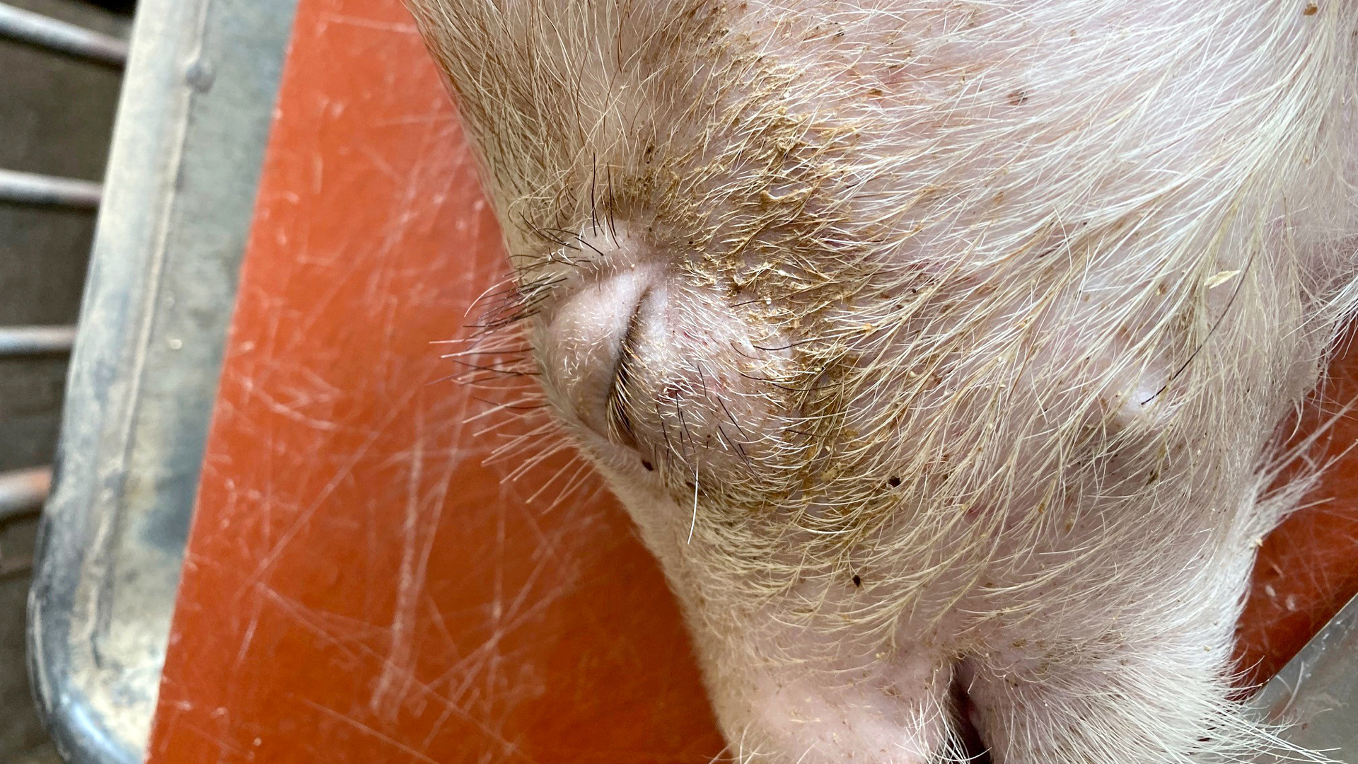 Bilder Web 1080x1920 Oedem 2